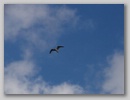bflight_101117_001.jpg