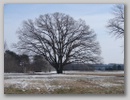 bigtree_101229_002.jpg