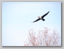 birdflight_101122_001.jpg