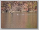 birdflightwtr_101122_001.jpg