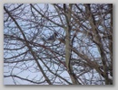 bluejay_110107_002.jpg