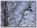 bluejay_110107_004.jpg