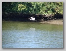 egret_100915_001.jpg