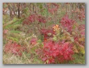 folage_101123_002.jpg