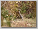 greatblueheron_101117_002.jpg