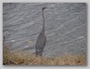 greatblueheron_101117_008.jpg