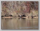 greatblueheron_110910_011.jpg
