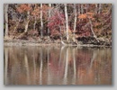 greatblueheron_110910_014.jpg