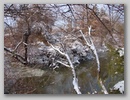 snowscene_110107_001.jpg