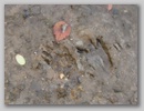 tracks_101118_001.jpg