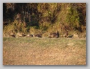 turkeys_101210_001.jpg