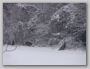 turkeys_110107_002.jpg