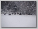 turkeys_110107_005.jpg