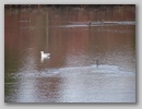 waterbirds_101118_002.jpg