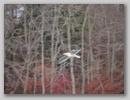 waterbirds_101118_007.jpg