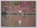 waterbirds_101118_008.jpg
