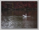 waterbirds_101119_001.jpg