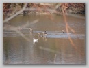 waterbirds_101122_001.jpg